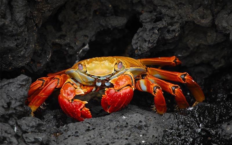 Los cangrejos podrían ser el insólito héroe que necesita la industria de las baterías